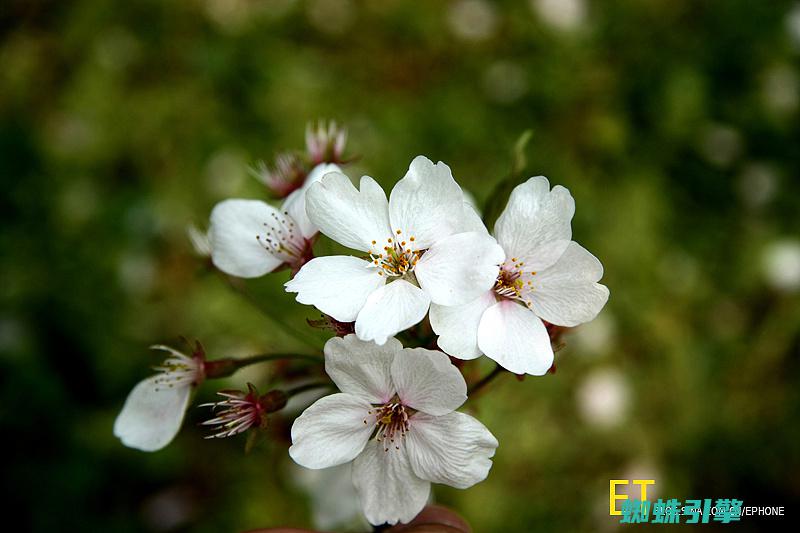 10种代表春天的植物 (10种代表春天的动物)